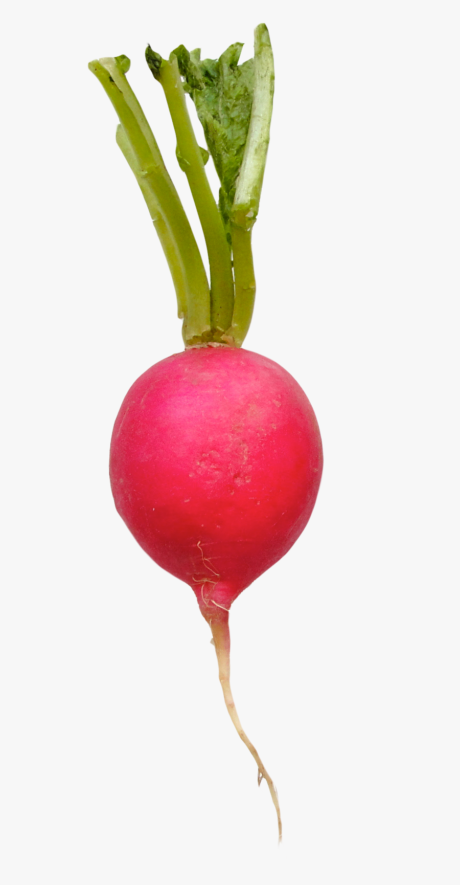 Radish Clipart Transparent - Radish Transparent, Transparent Clipart