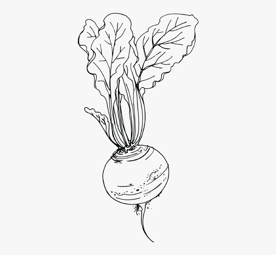 Clip Art Black And White Download Beet At Getdrawings - Beetroot Drawing Png, Transparent Clipart
