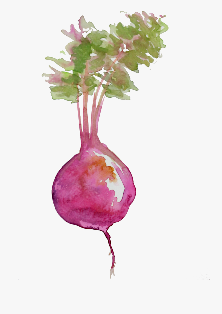 Pin By Pngsector On - Beetroot Watercolor Png, Transparent Clipart