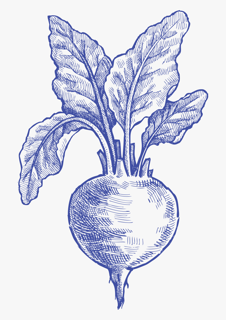 Drawing, Transparent Clipart