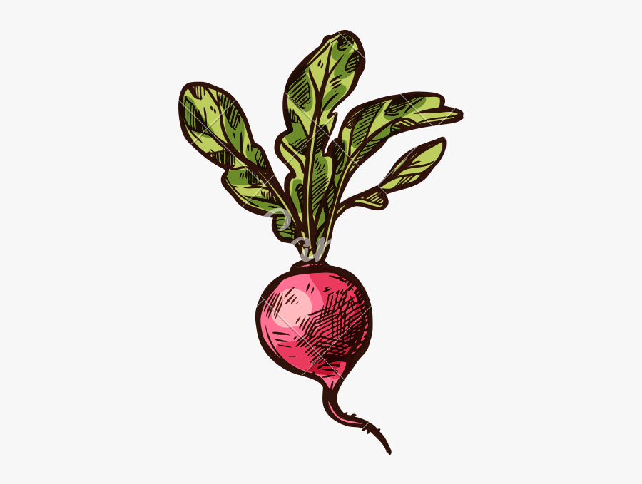 Radish Vector Sketch Vegetable Icon - Radish Sketch, Transparent Clipart