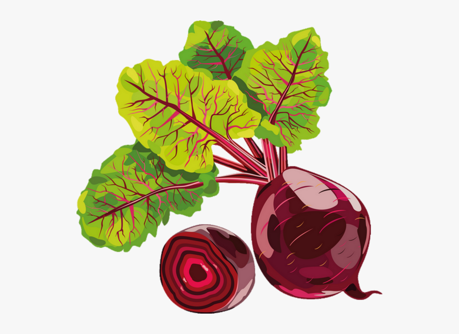 Svg Royalty Free Download Vegetable Chard Beetroot - Hình Vẽ Củ Dền, Transparent Clipart