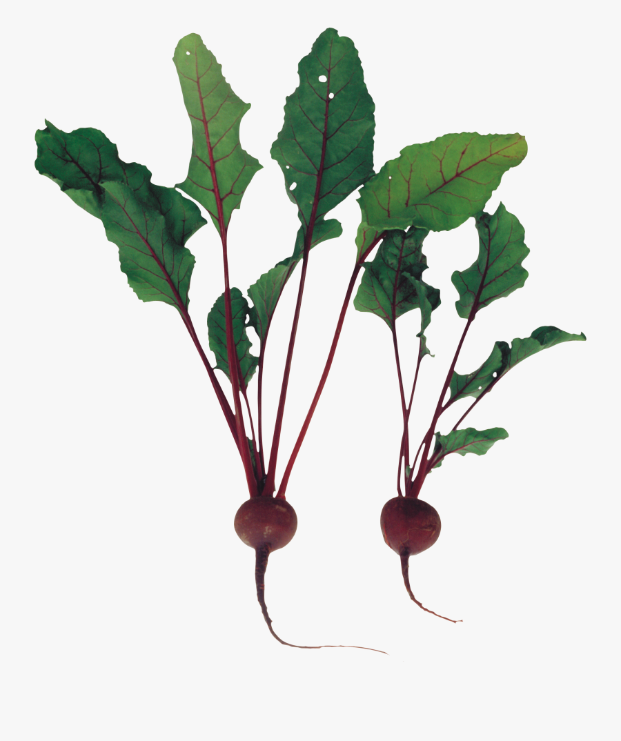27168 - Beet Plant Png, Transparent Clipart