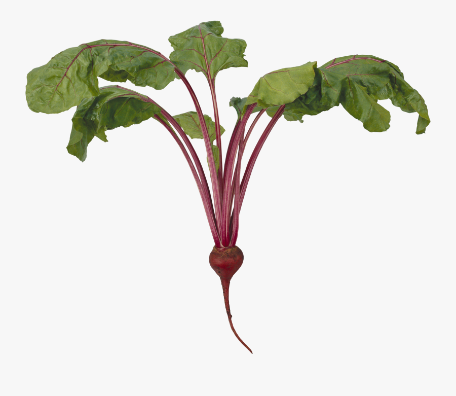 Beet Png - Transparent Background Vegetables Plant, Transparent Clipart