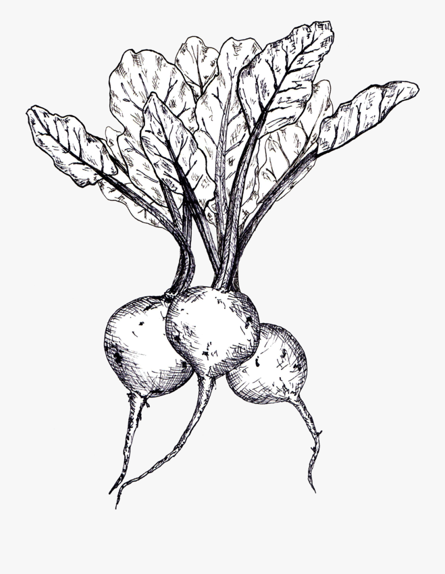 Beets Line Drawing - Beetroot Sketch, Transparent Clipart