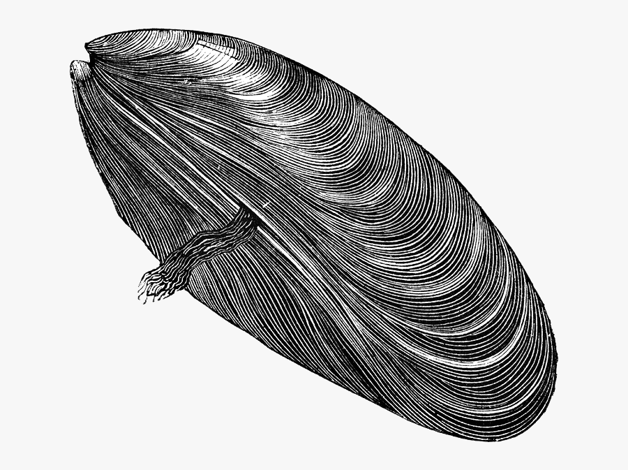 Download Mussel Png Free Download - Blue Mussel Black White, Transparent Clipart