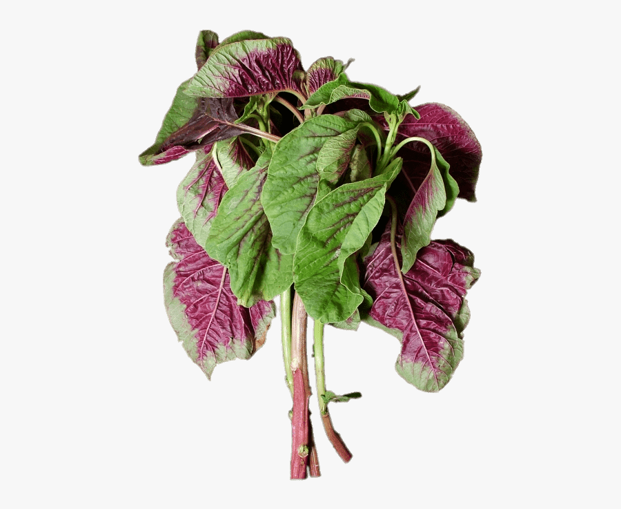 En Choy - Pak Choy, Transparent Clipart