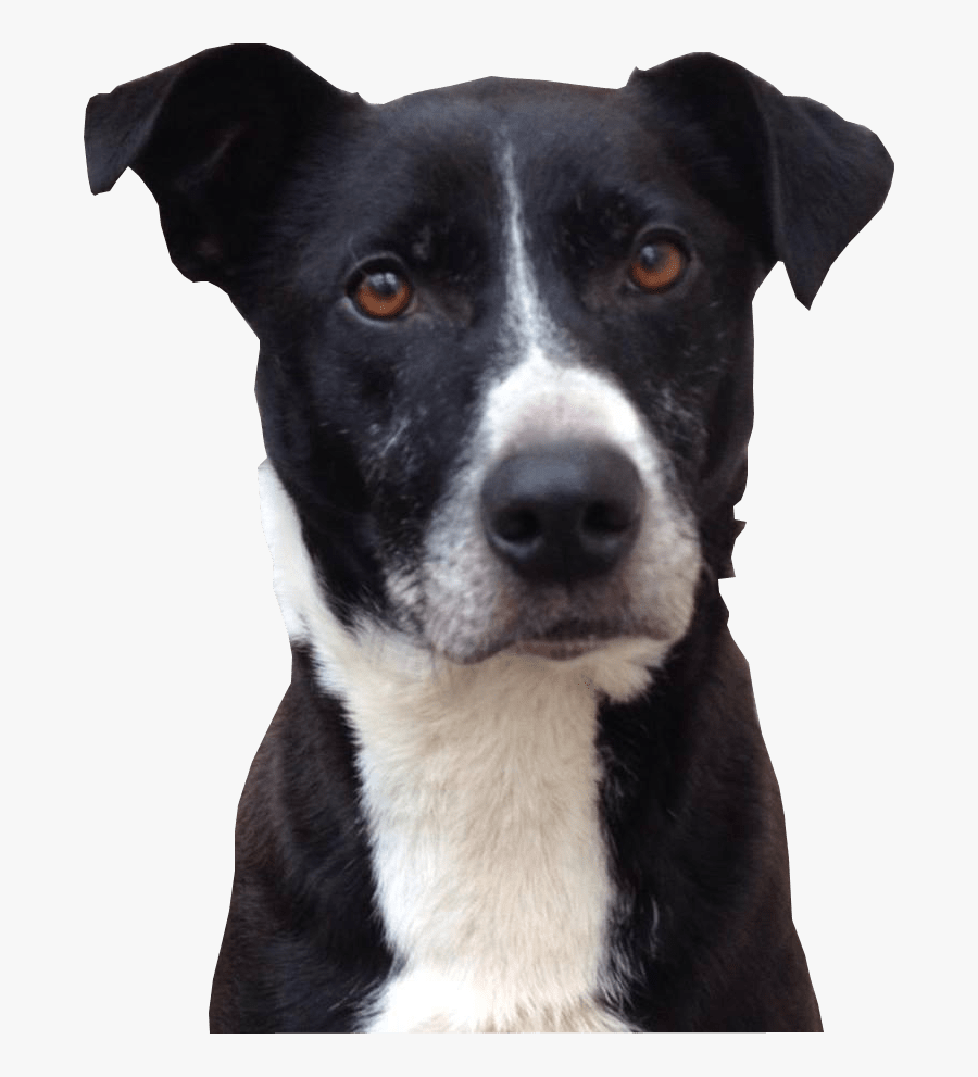 Clip Art Dogs Head Transparent Background - Black And White Dog White Background, Transparent Clipart