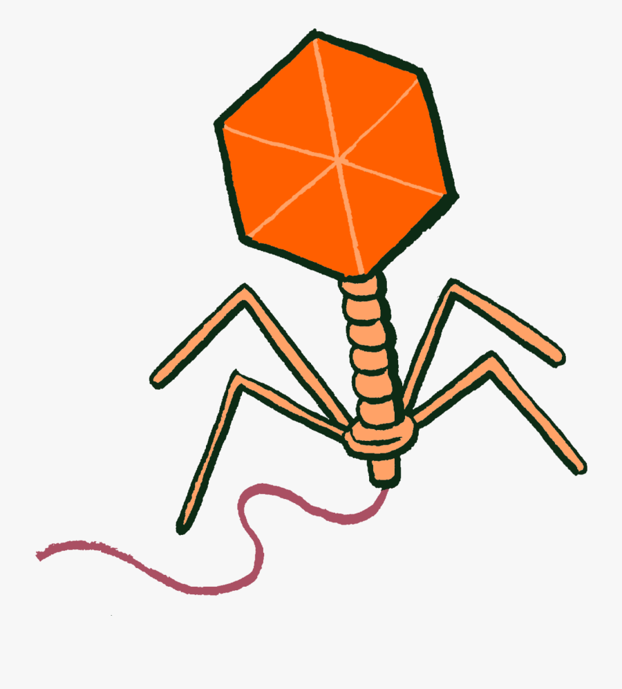 Insect, Transparent Clipart