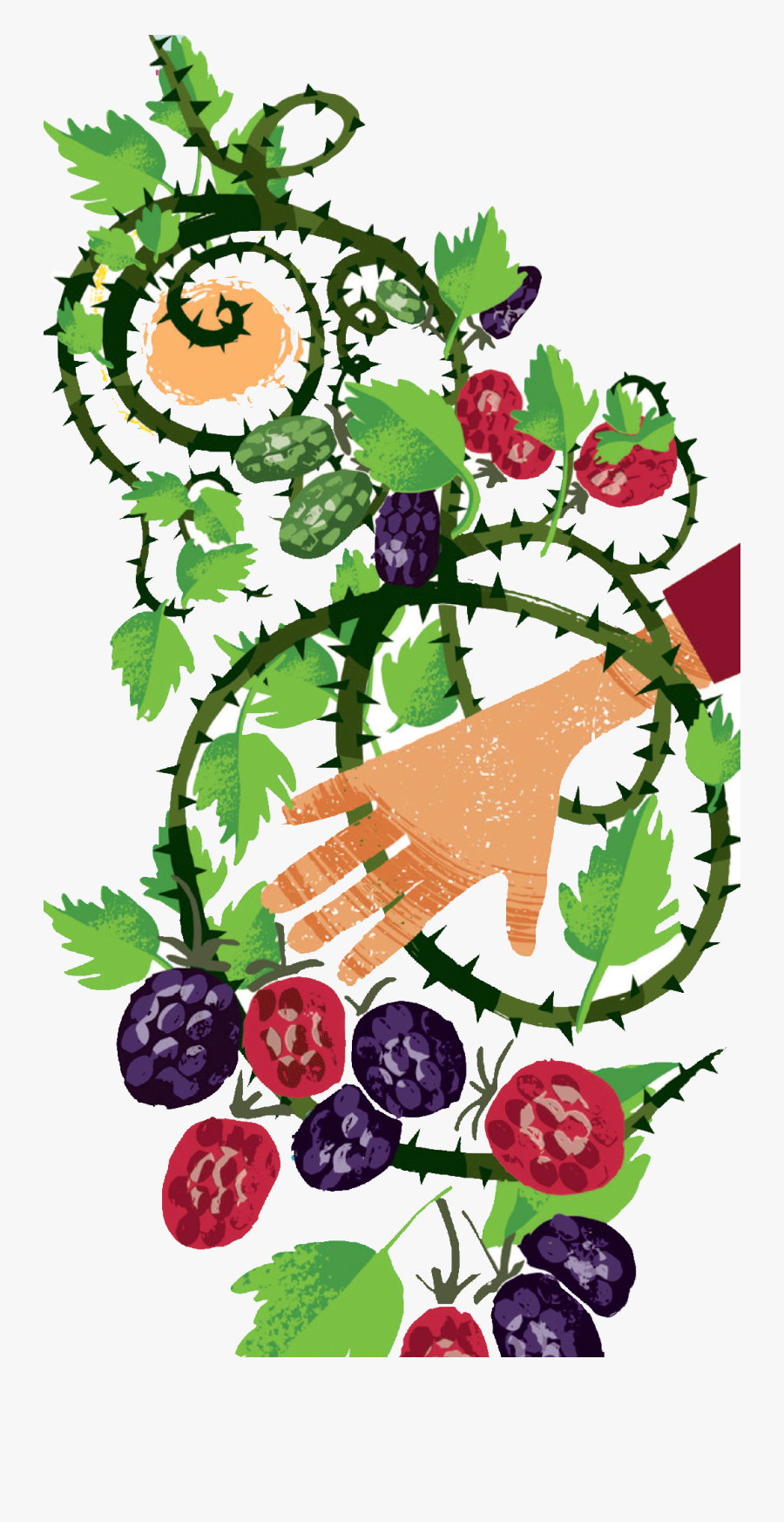 Blackberry Picking Clipart, Transparent Clipart