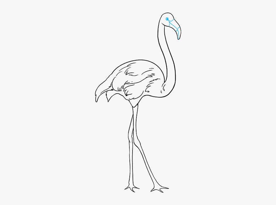 How To Draw Flamingo - Draw Birds, Transparent Clipart