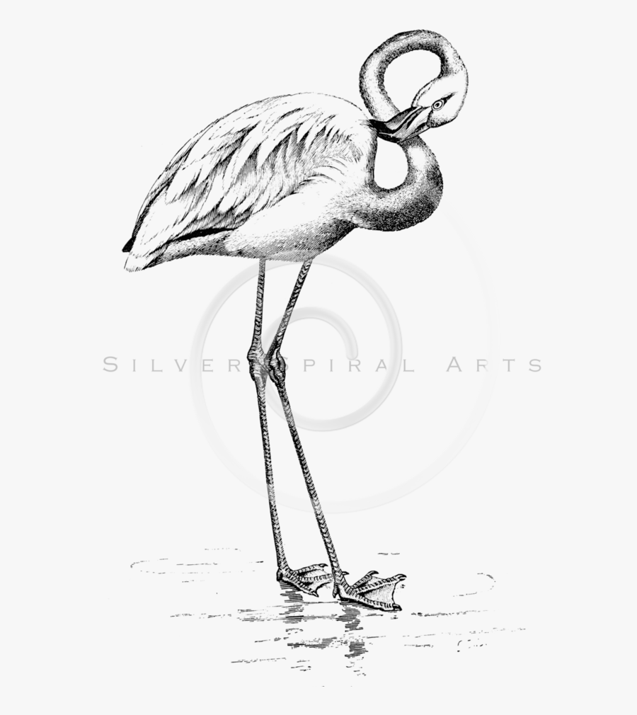 Flamingo Line Drawing At Getdrawings - Black And White Flamingo Drawing, Transparent Clipart