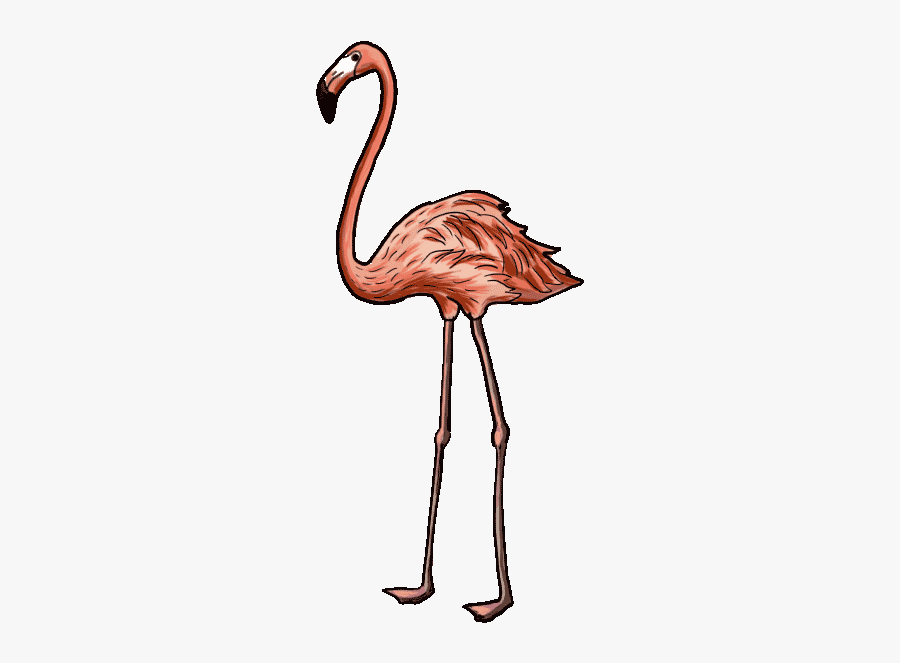 Drawing Flamingos Step Transparent Png Clipart Free - Greater Flamingo, Transparent Clipart