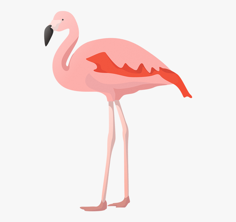 Greater Flamingo, Transparent Clipart