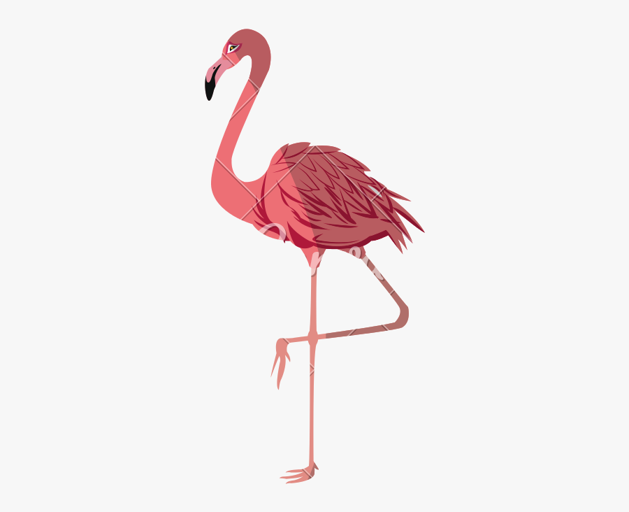 Pink Flamingo Vector - Flamingo Vector, Transparent Clipart