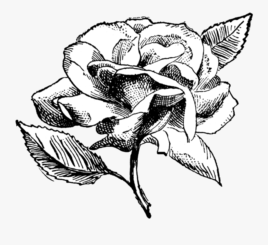 Clip Art Flower Illustration Black And White - Black And White Vintage ...