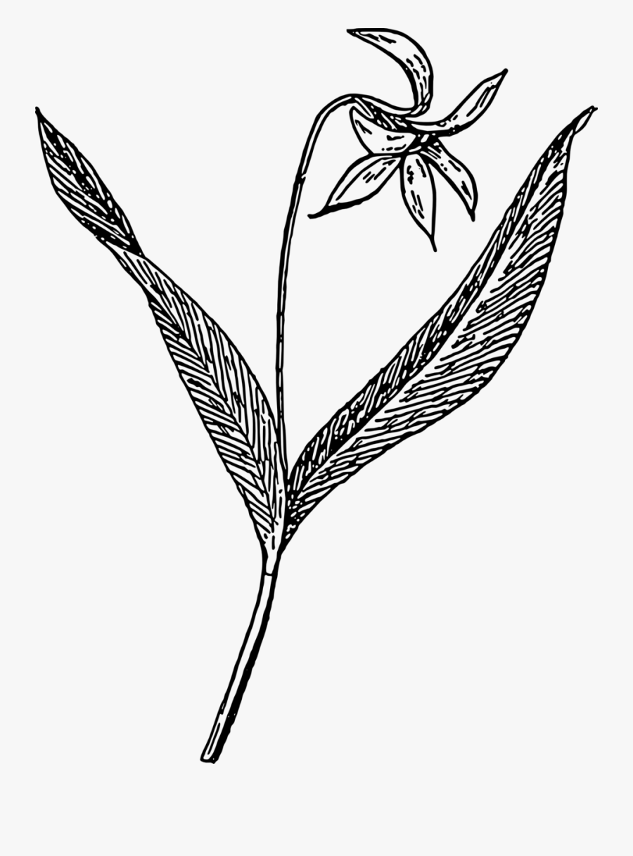 Dogtooth Violet Black White Line Art 555px - Dogtooth Violet Drawing, Transparent Clipart