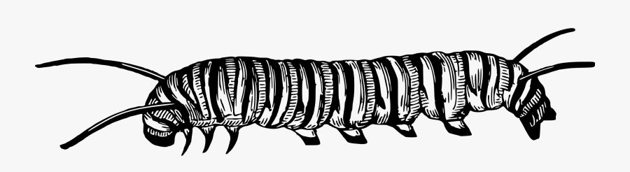 Black And White Caterpillar Clipart Larva Clipart Black- - Clip Art Black And White Caterpillar, Transparent Clipart