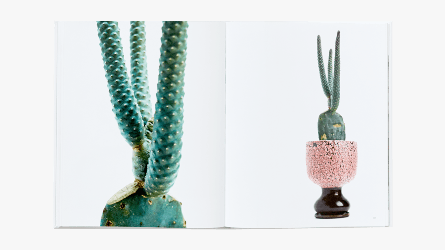 Cactus, Transparent Clipart