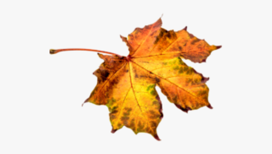 Hoja De Otoño Png, Transparent Clipart