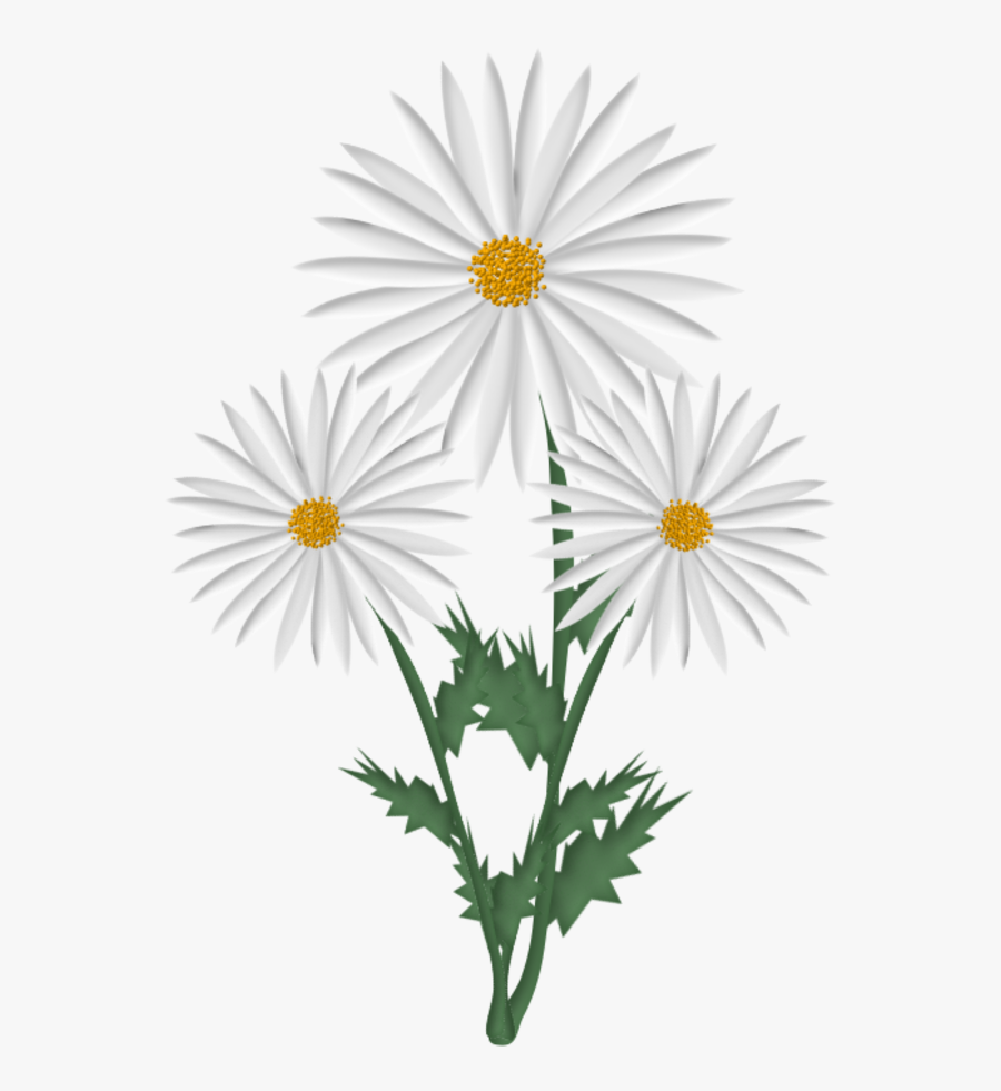 Fleur Marguerite Blanche Tube - Oxeye Daisy, Transparent Clipart