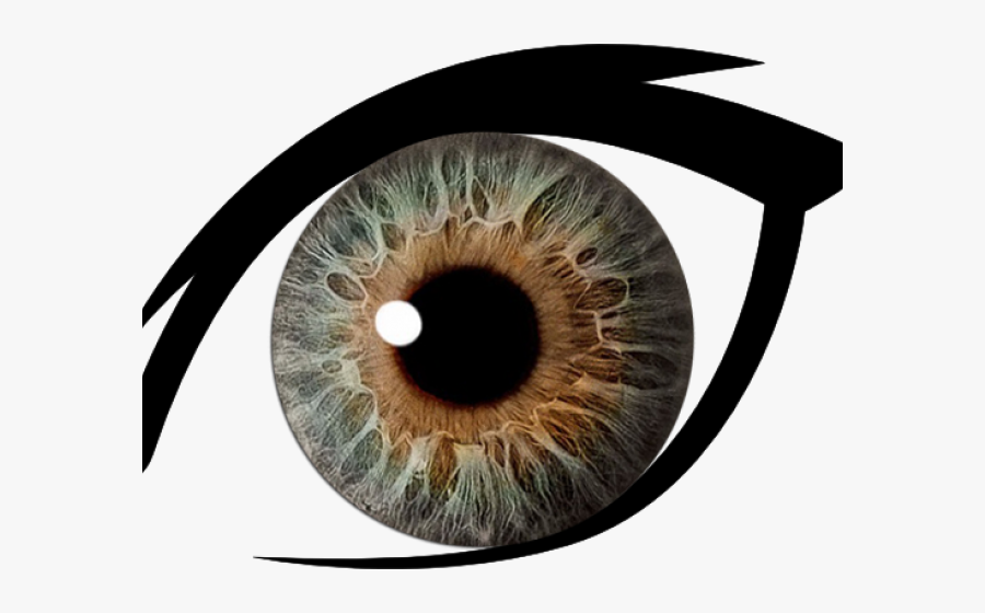 Hazel Eyes Clipart Dark Brown Eye - Transparent Background Eye Bow Png, Transparent Clipart