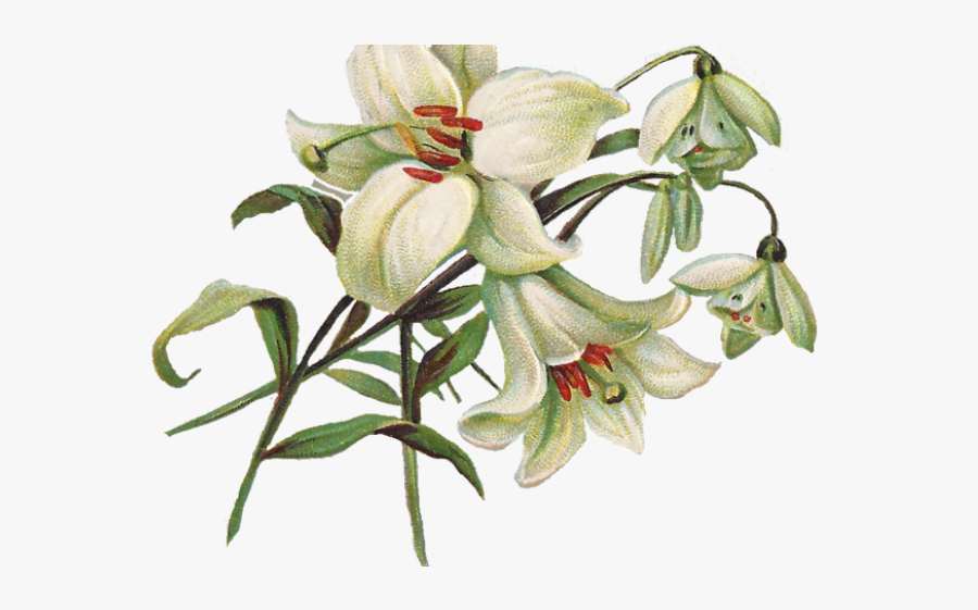 Transparent Easter Lilies Clipart, Transparent Clipart
