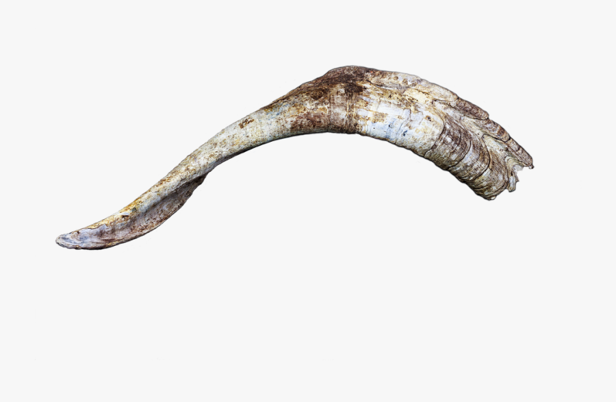Shofar - Fish, Transparent Clipart