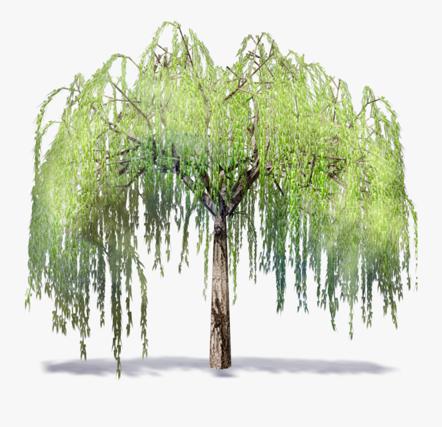 Willow Tree Png - Willow Tree Images Clip Art, Transparent Clipart