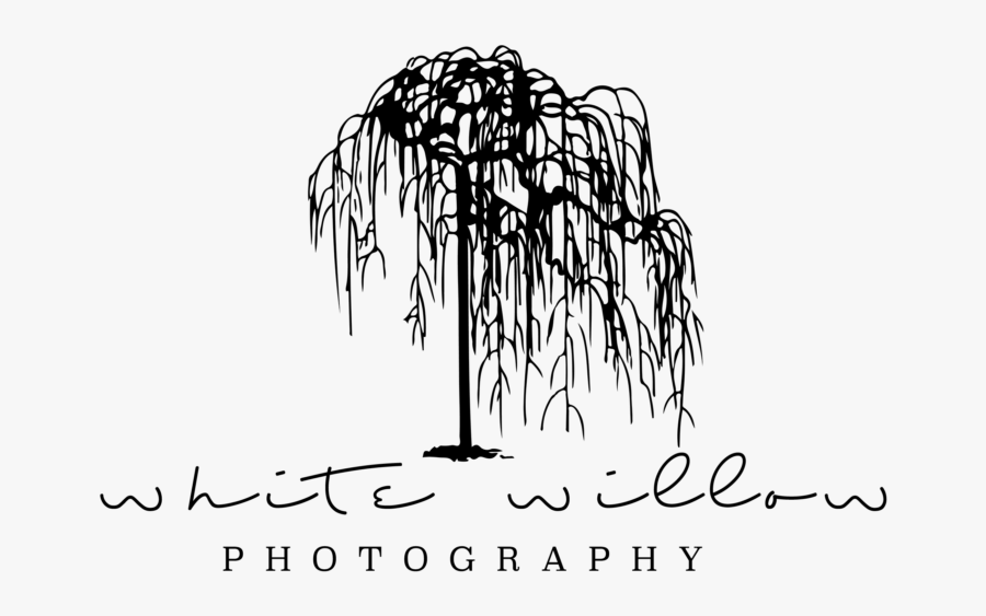 The Biggest Decision Photography - Tree, Transparent Clipart