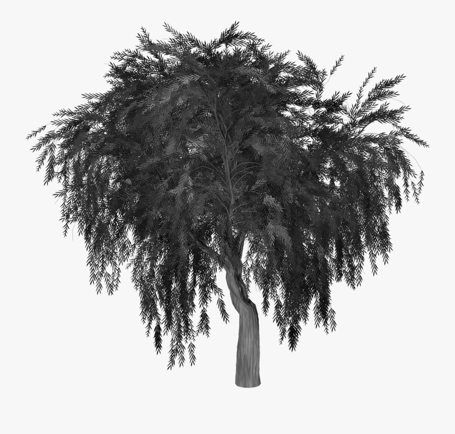 Weeping Willow Tree Image Silhouette Portable Network - Pond Pine, Transparent Clipart