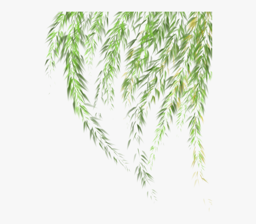 Transparent Willow Tree Clipart - Leaves Of Grass Png, Transparent Clipart