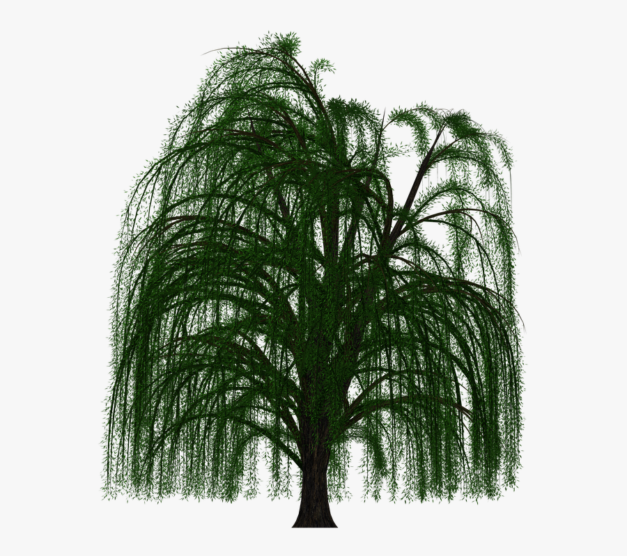 Weeping Willow Tree Transparent Background, Transparent Clipart