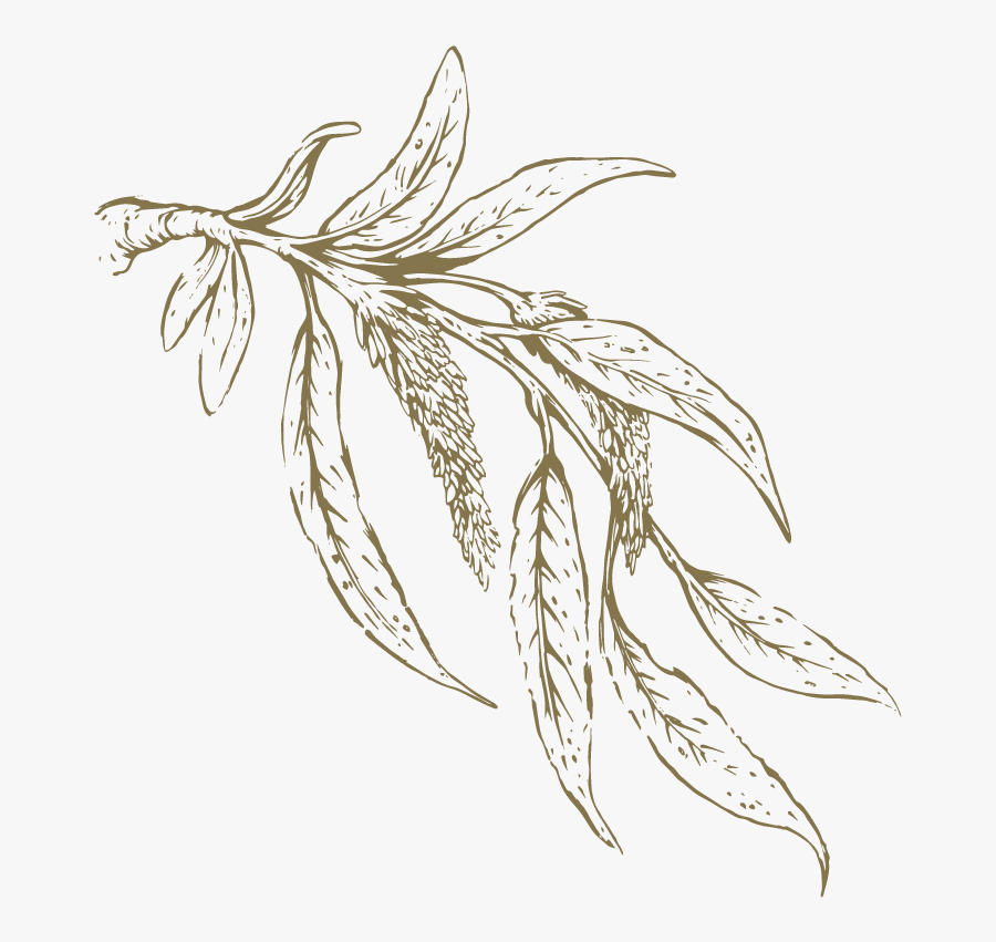 Willow Drawing Leaf Transparent Png Clipart Free Download - White Willow Bark Leaves Png, Transparent Clipart
