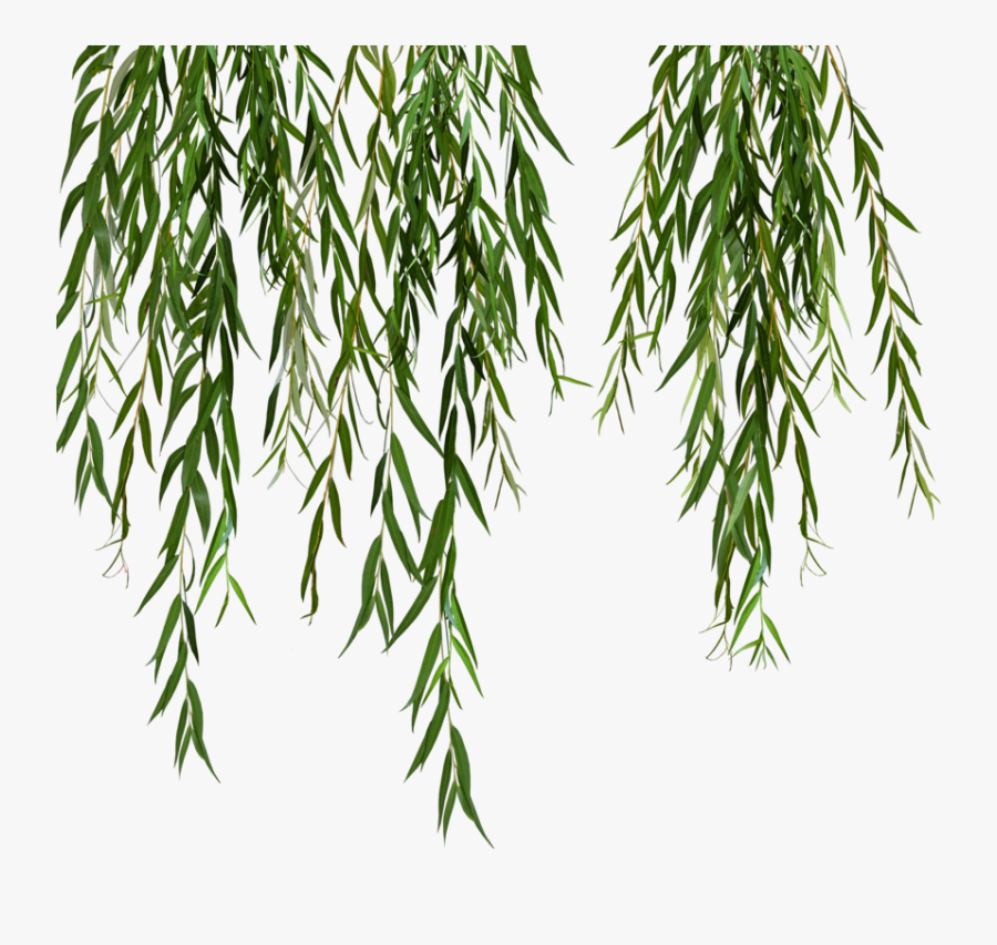 Willow Png, Transparent Clipart