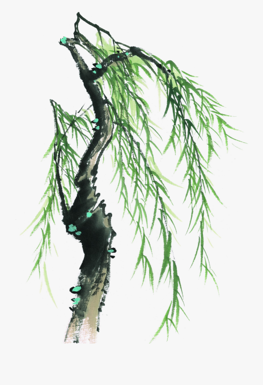 Transparent Willow Tree Clipart - 柳树, Transparent Clipart