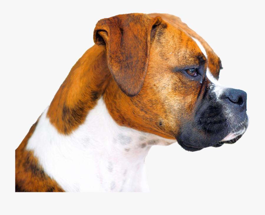 Transparent Boxer Dogs Clipart - Boxer Png, Transparent Clipart