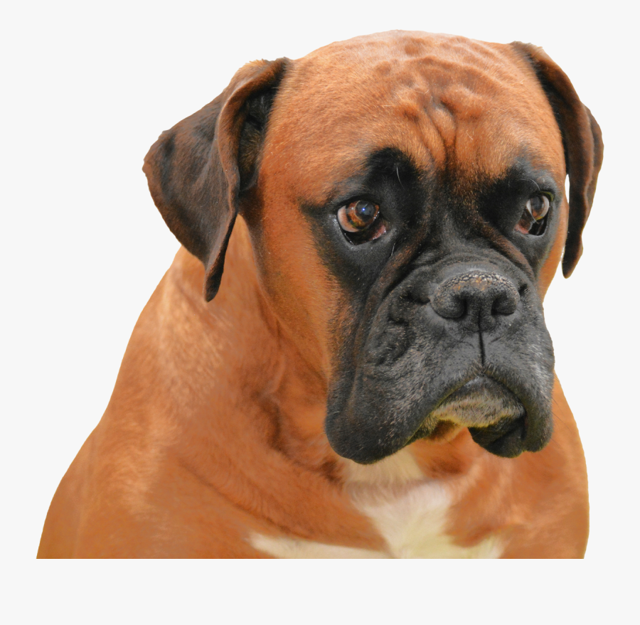 Boxer-dog - Boxer Dog Transparent Background, Transparent Clipart