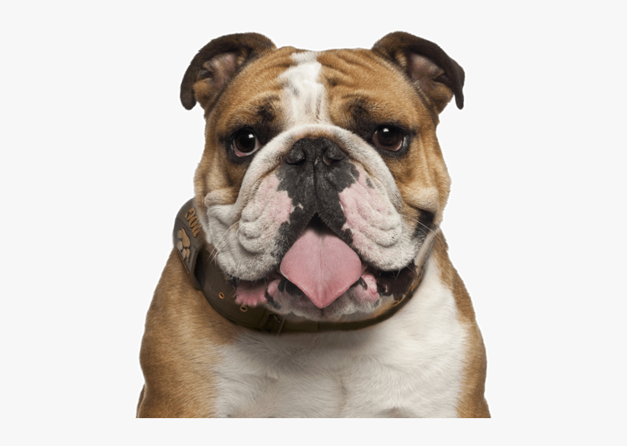 Clip Art American Puppies Dogs English - English Bulldog Png, Transparent Clipart