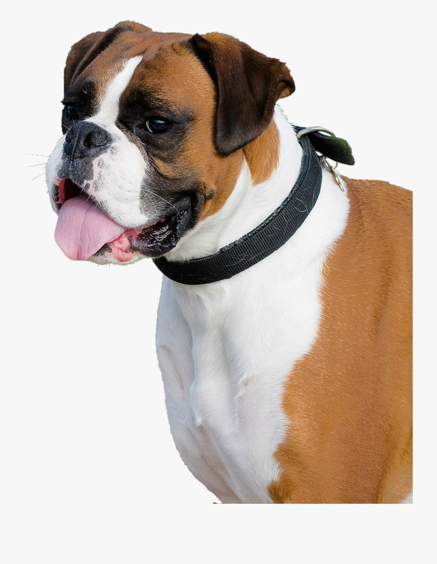 Boxer Dog Png Image - Boxer Dog Transparent Background, Transparent Clipart