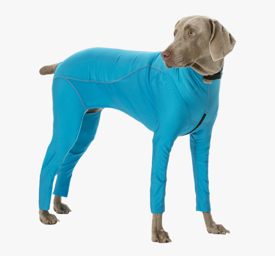 Lycra Bodysuit Allergy Solutions Transparent Background - Dog Body Suit, Transparent Clipart