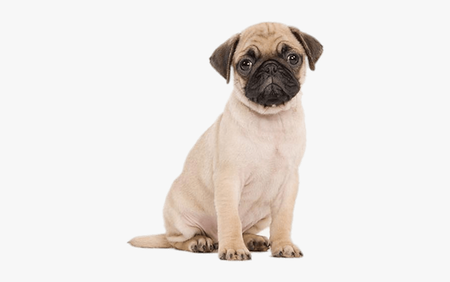 Cute Pug Puppy Transparent Png - Pug Puppy White Background, Transparent Clipart