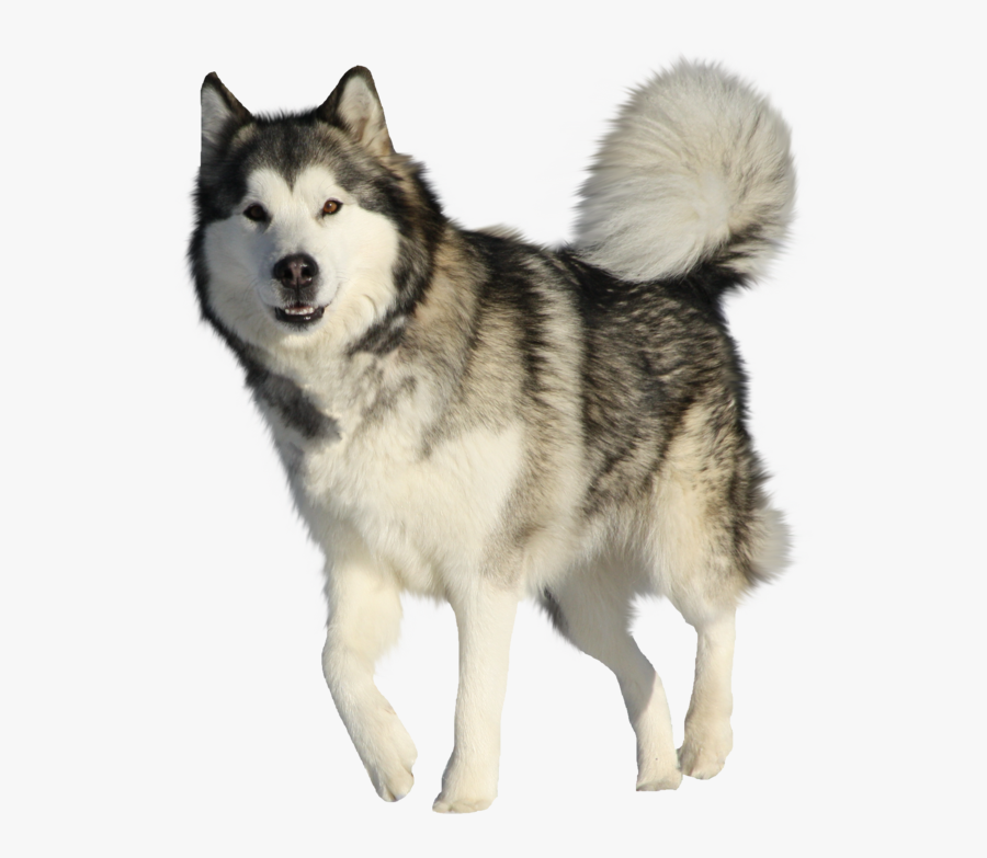 Dog Png Hd Images - Alaskan Malamute Png, Transparent Clipart