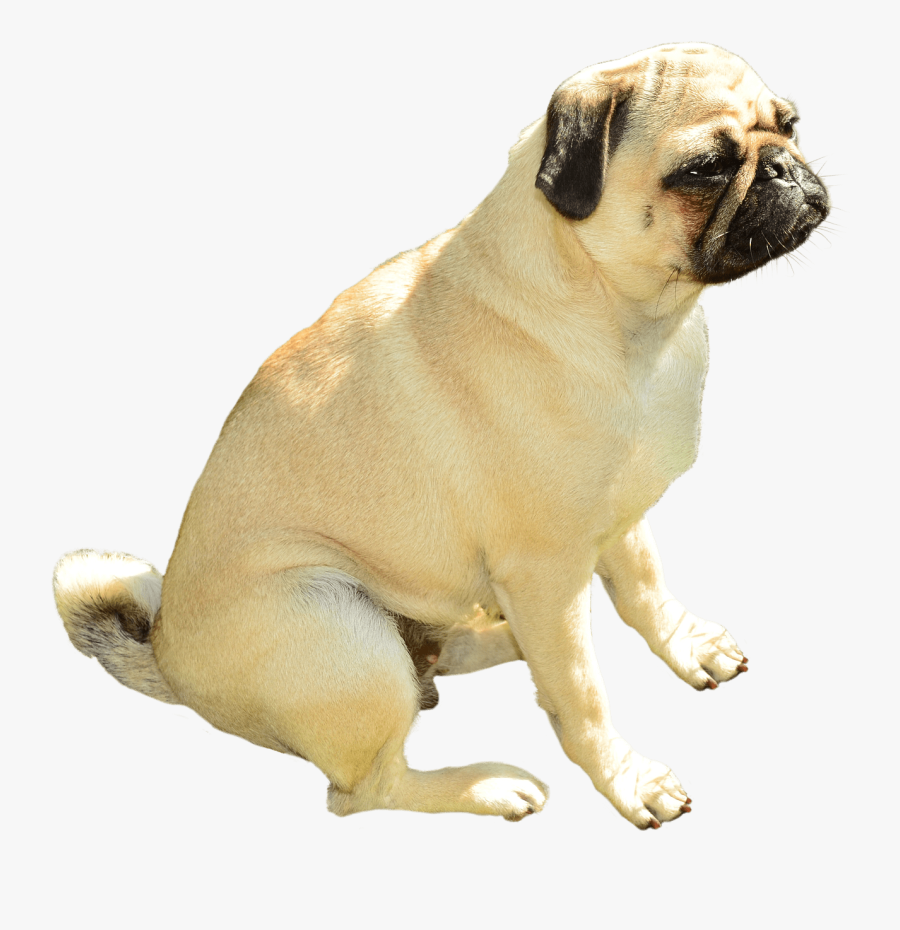 Pug Transparent Png - Transparent Background Pug Png, Transparent Clipart