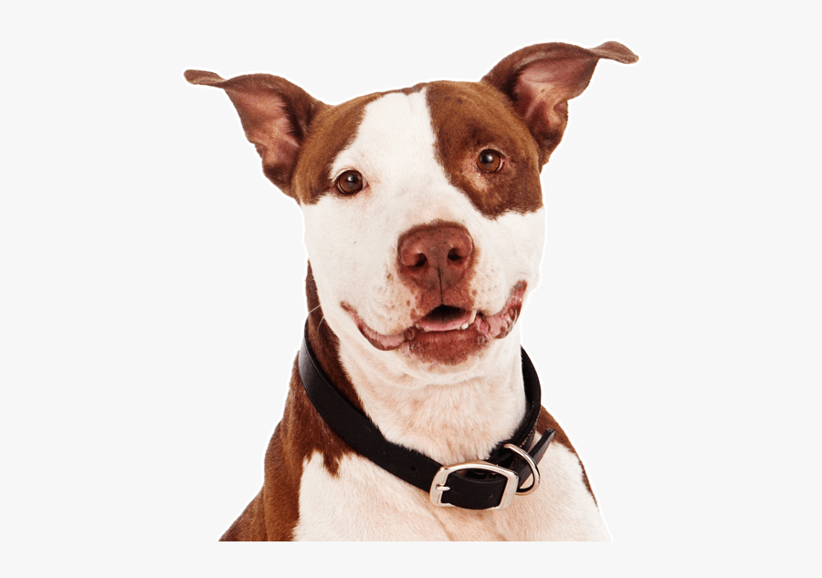 Clip Art American Pit Bull Terrier - Mini Pitbull Brown And White, Transparent Clipart