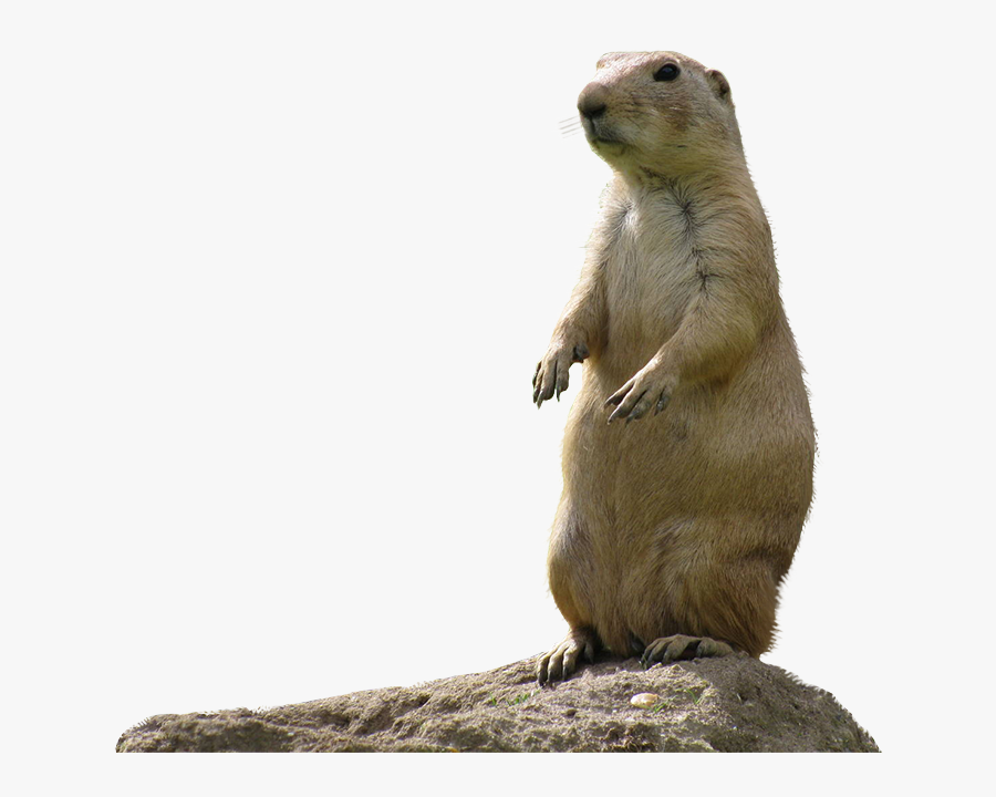 Transparent Dogs Png - Prairie Dog Clear Background, Transparent Clipart
