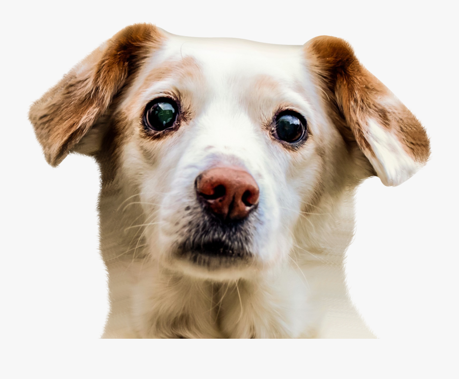 Transparent Dog Face Clipart - Dog Face Transparent Background, Transparent Clipart