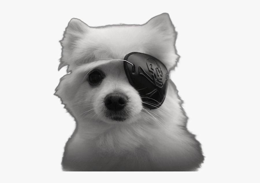 Gabe The Dog Eyepatch - Parche De Ojo Para Perro, Transparent Clipart