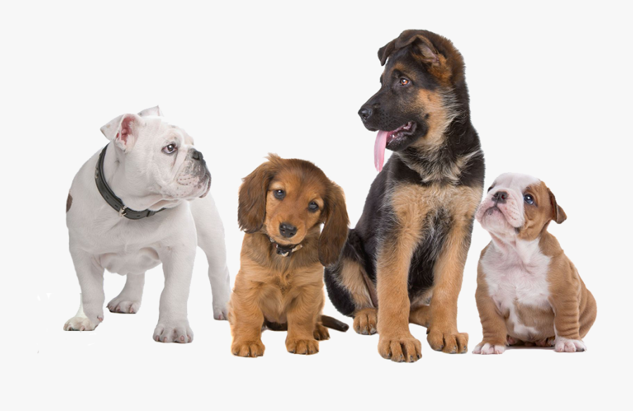 Puppy Training Classes - Dogs With No Background, Transparent Clipart