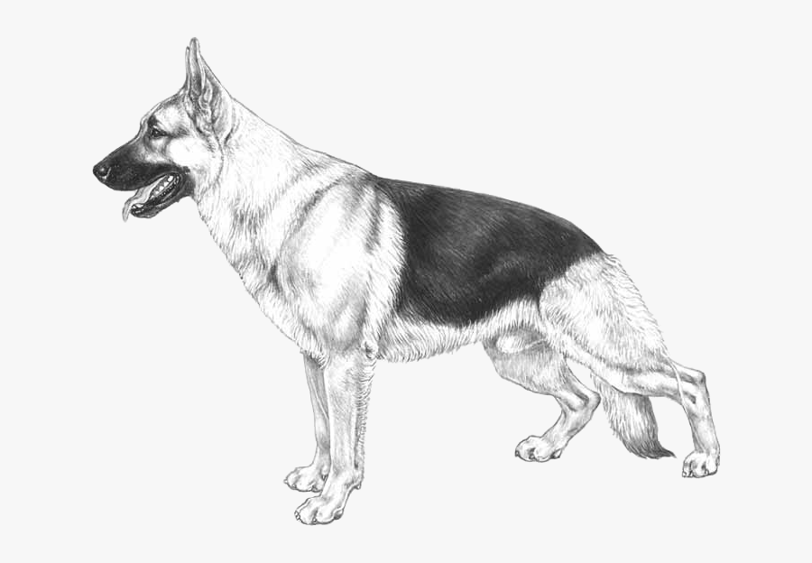 German Shepherd, Transparent Clipart